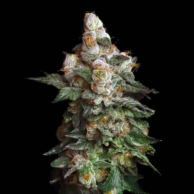 Chilato Feminised Seeds - 6 — Elev8 Seeds