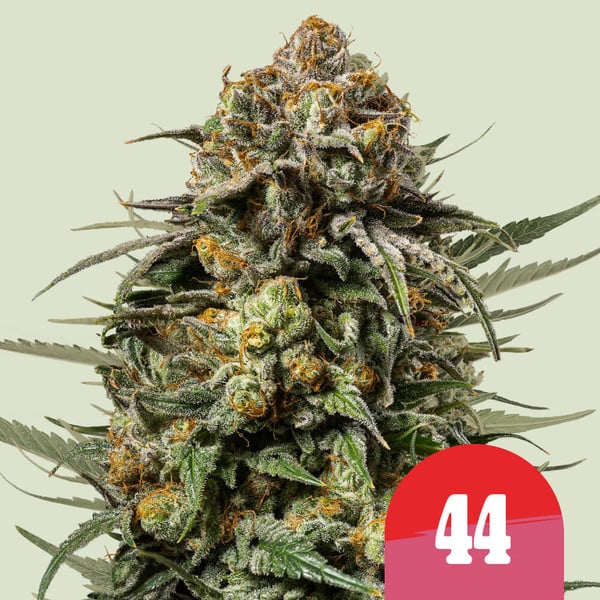 Gelato 44 Feminized Seeds — Royal Queen Seeds