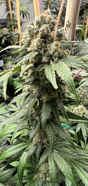 Tapestry Feminized Seeds - 6 — Mosca Seeds