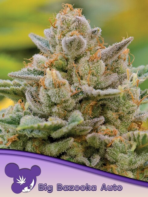 Big Bazooka Auto Feminized Seeds — Anesia Seeds