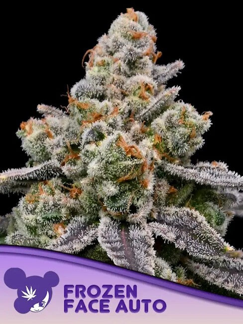 Frozen Face Auto Feminized Seeds — Anesia Seeds
