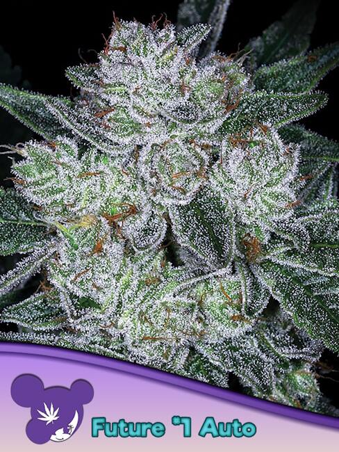 Future #1 Auto Feminized Seeds — Anesia Seeds