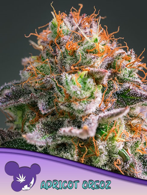 Apricot Oreoz Feminized Seeds — Anesia Seeds