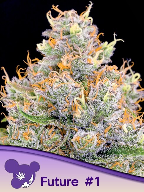 Future #1 Feminized Seeds — Anesia Seeds