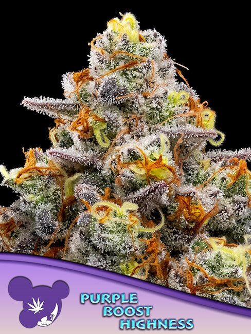Purple Boost Highness Feminized Seeds — Anesia Seeds