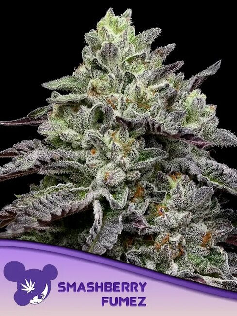 Smashberry Fumez Feminized Seeds — Anesia Seeds
