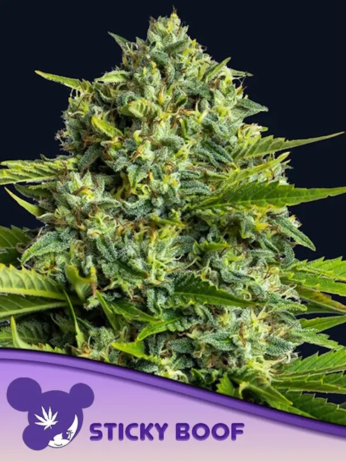 Sticky Boof Feminized Seeds — Anesia Seeds
