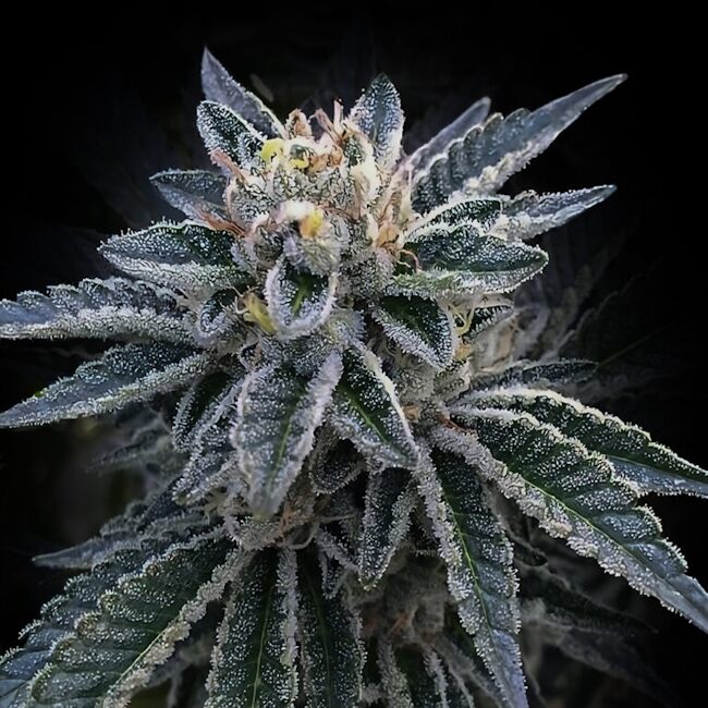 3Peat Feminized Seeds — DNA Genetics