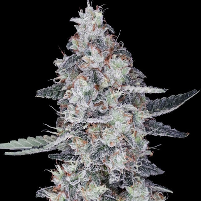 CheMACal Romance Auto Feminized Seeds — DNA Genetics