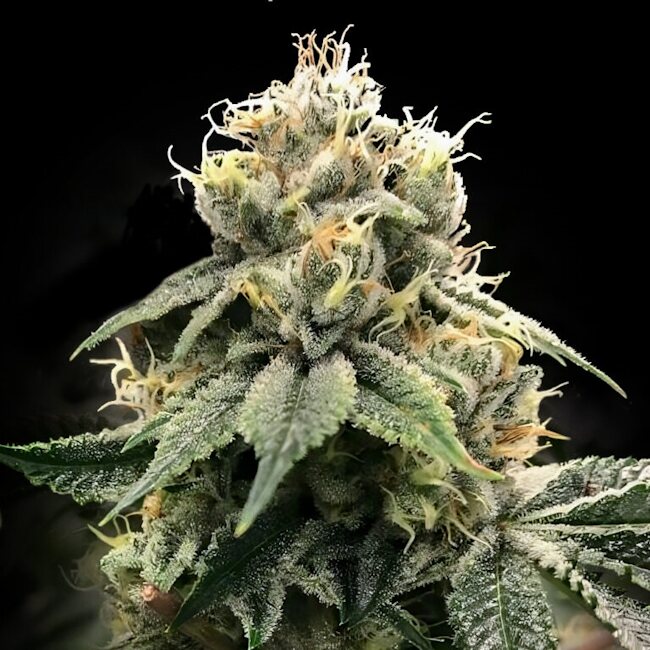 Chocolate Truffle Shuffle (C.T.S.) Feminized Seeds — DNA Genetics