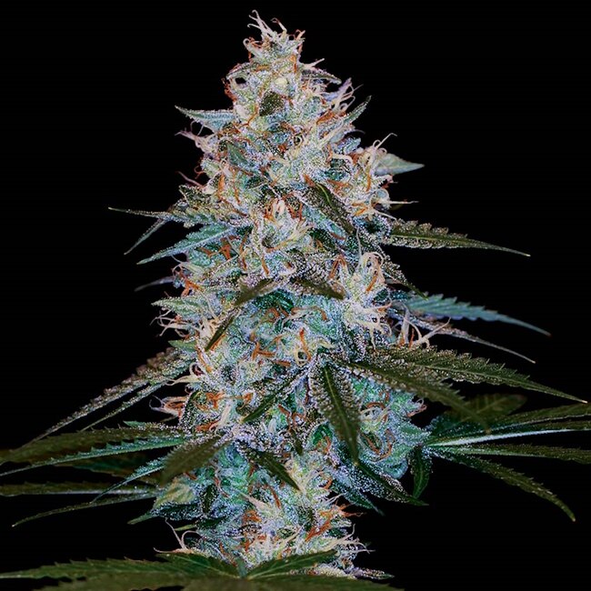 Chocolope Kush Regular Seeds — DNA Genetics