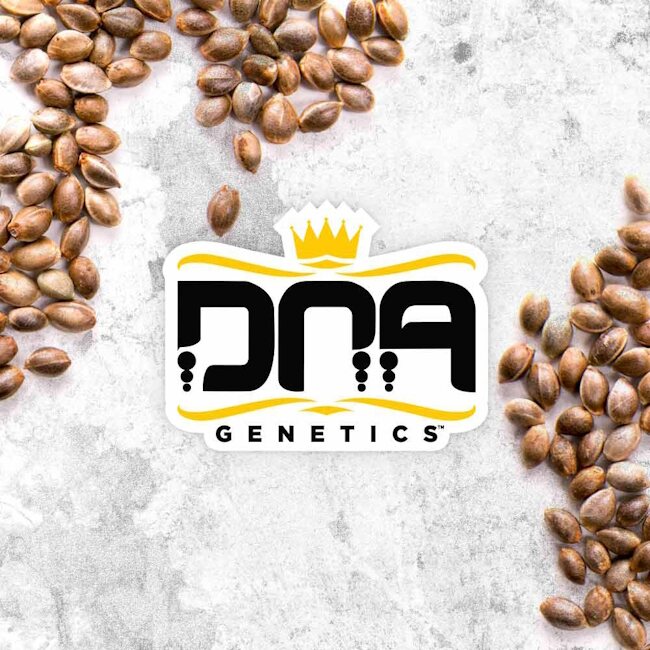 DNA Genetics Feminized Mix Pack — DNA Genetics