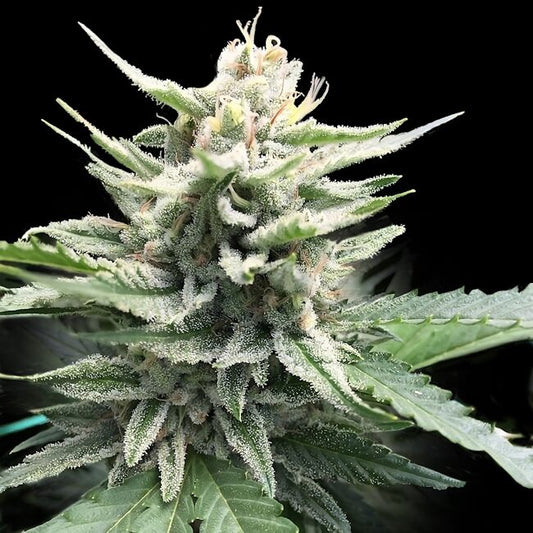 Honey Banana S1 Feminized Seeds — DNA Genetics