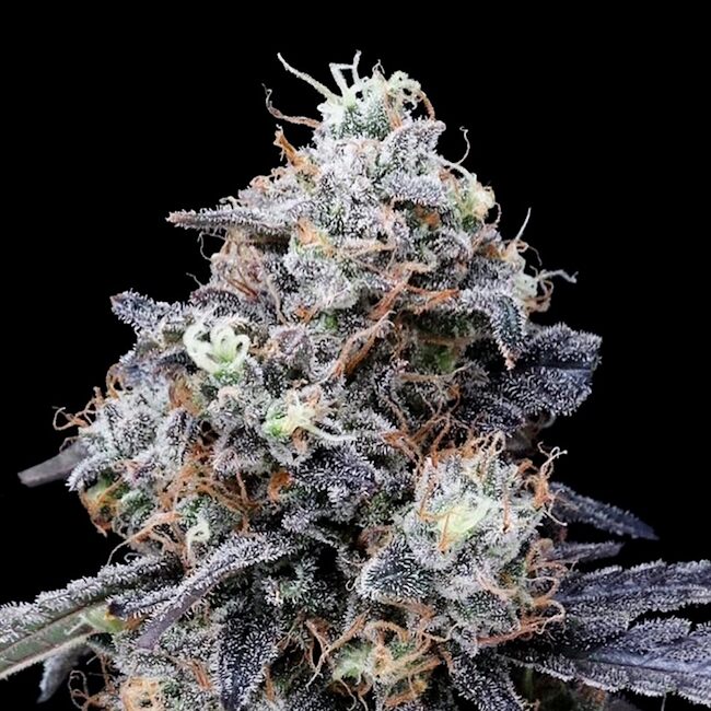 MacMelon Auto Feminized Seeds — DNA Genetics