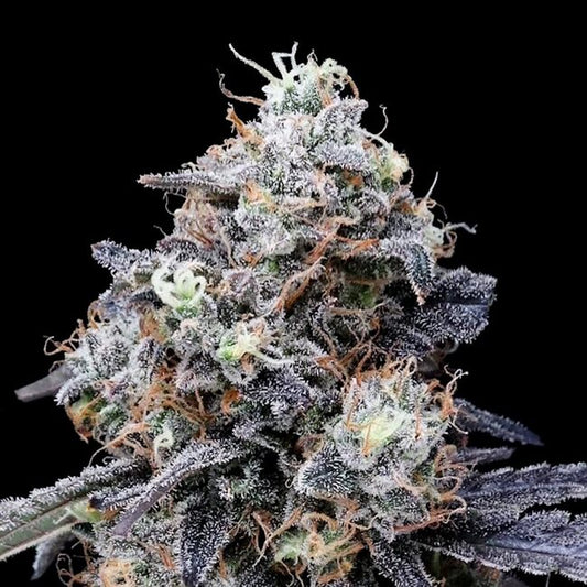 MacMelon Auto Feminized Seeds — DNA Genetics