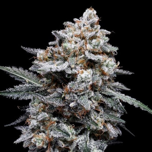 Patrick Swayze Auto Feminized Seeds — DNA Genetics