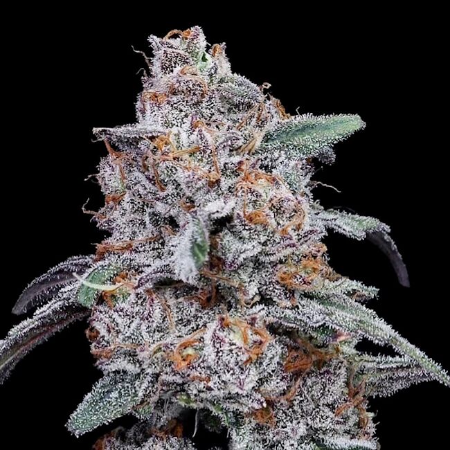 Purple People Eater Auto Feminized Seeds — DNA Genetics