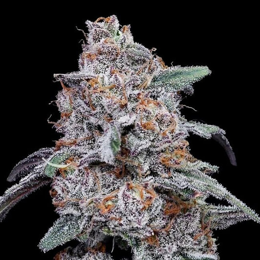 Purple People Eater Auto Feminized Seeds — DNA Genetics