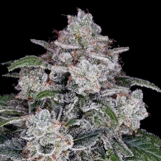 Return of the Mac Auto Feminized Seeds — DNA Genetics