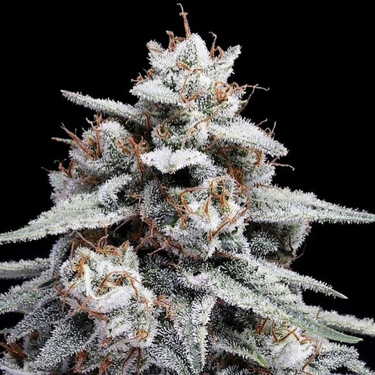 Skywalker Kush Auto Feminized Seeds — DNA Genetics