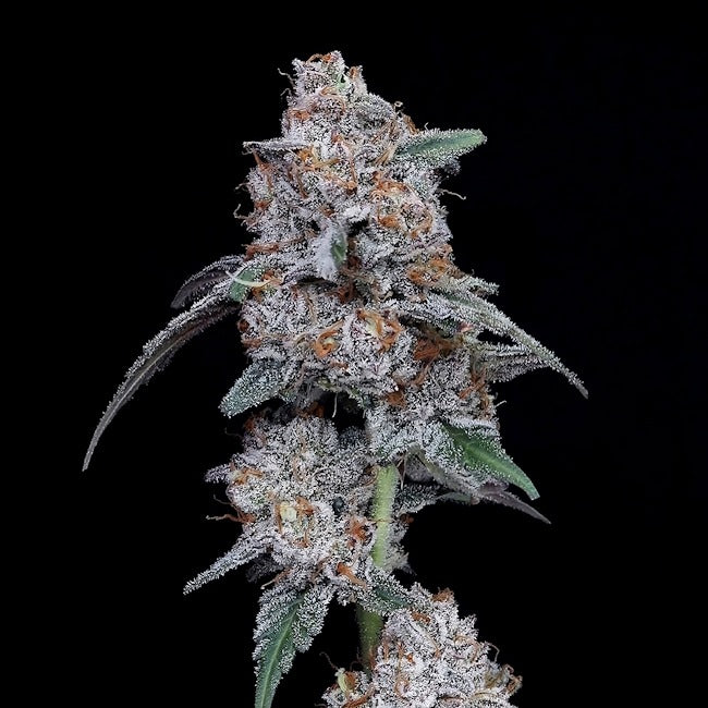 The Big Mac Auto Feminized Seeds — DNA Genetics