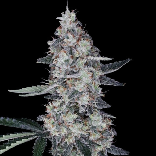 Watermelon Man Auto Feminized Seeds — DNA Genetics