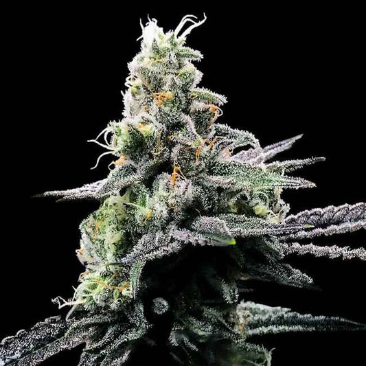 Purple Chocolope Feminized Seeds — DNA Genetics