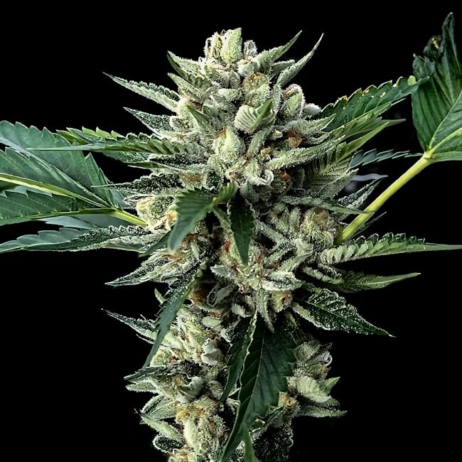 Sour Garlic x Honey Banana Feminized Seeds — DNA Genetics
