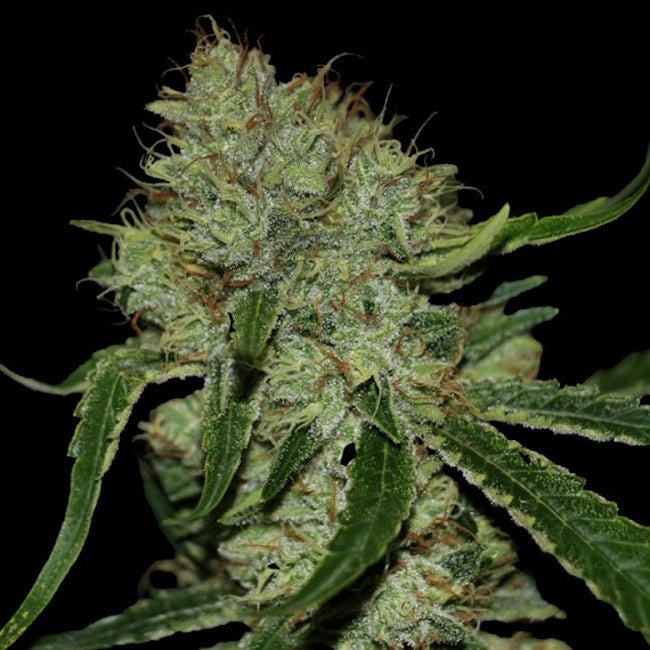 Tangielope Kush Regular Seeds — DNA Genetics
