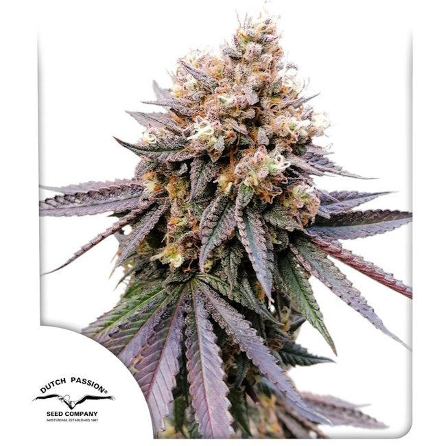 GMO FAST Feminized Seeds — Dutch Passion