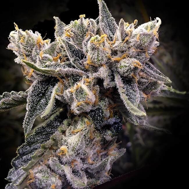 Bruised Bananas Feminized Seeds — DNA Genetics