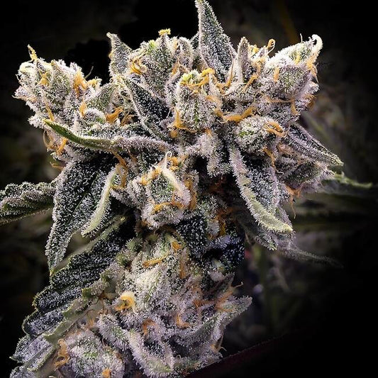 Bruised Bananas Feminized Seeds — DNA Genetics