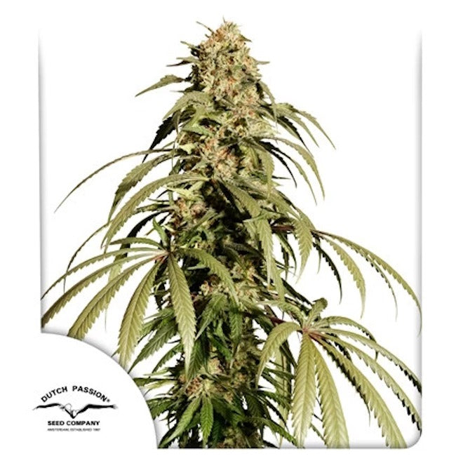 Ice Cream Haze Regular Seeds — Dutch Passion