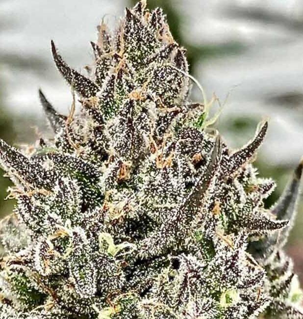 Cheetah the Hut Feminized Seeds - 5 — Atlas Seed