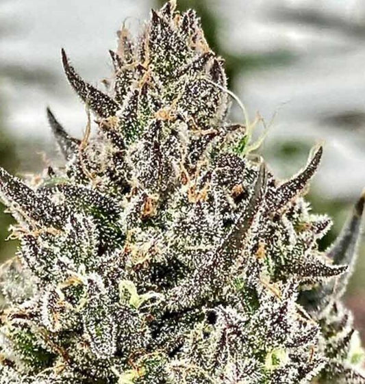 Cheetah the Hut Feminized Seeds - 5 — Atlas Seed