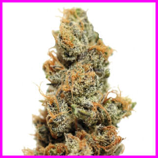 Pineapple Chunk Feminized Seeds — Barney's Farm