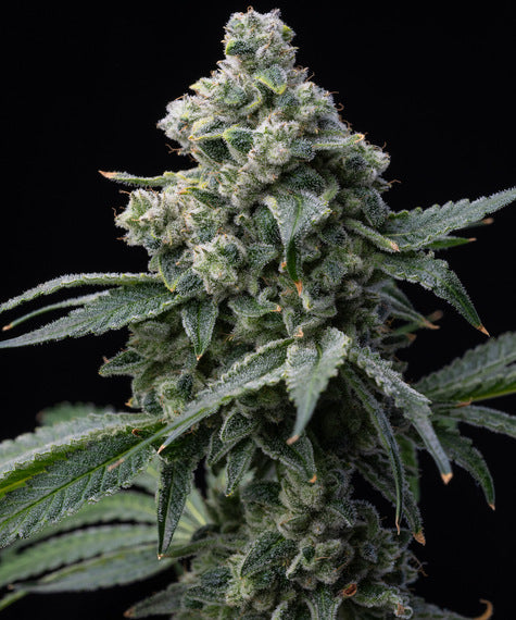 Bruce Banner Feminized Seeds — Barney's Farm