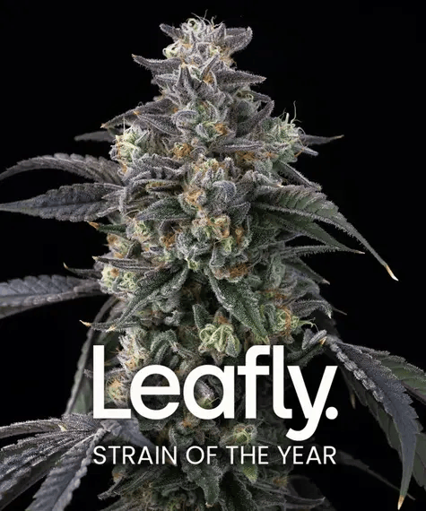 Super Boof Feminized Seeds - 5 — Barney's Farm