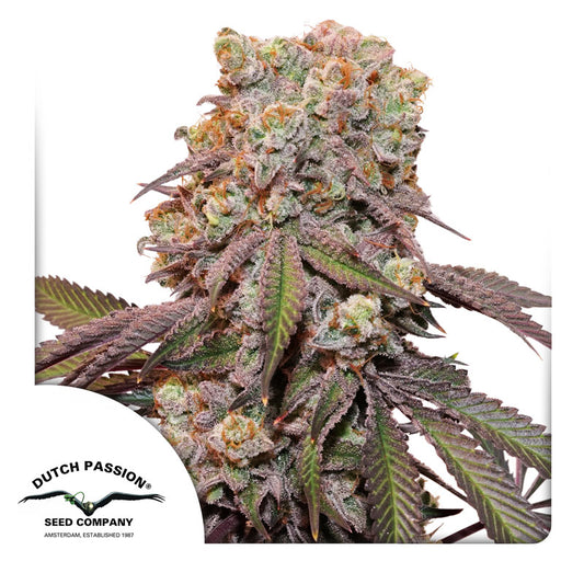Candy Bubatz XL Auto Feminized Seeds - 7 — Dutch Passion