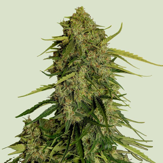 Atlas F1 Auto Feminized Seeds - 5 — Royal Queen Seeds