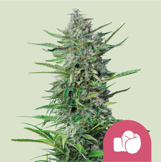Purple Punch Feminized Seeds - 5 — Royal Queen Seeds
