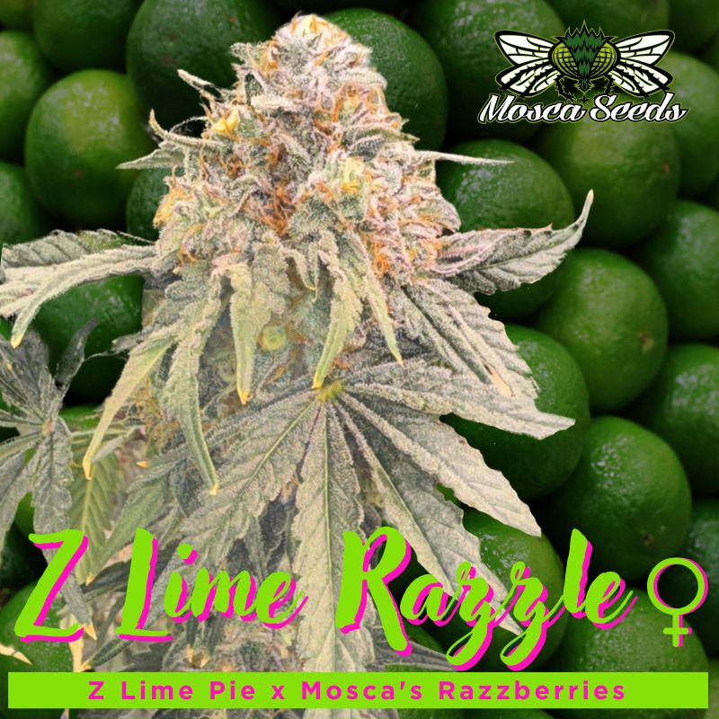Z Lime Razzle Feminized Seeds - 6 — Mosca Seeds