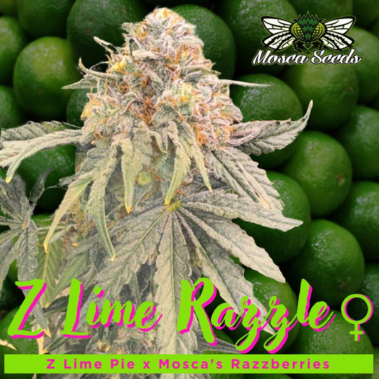Z Lime Razzle Feminized Seeds - 6 — Mosca Seeds