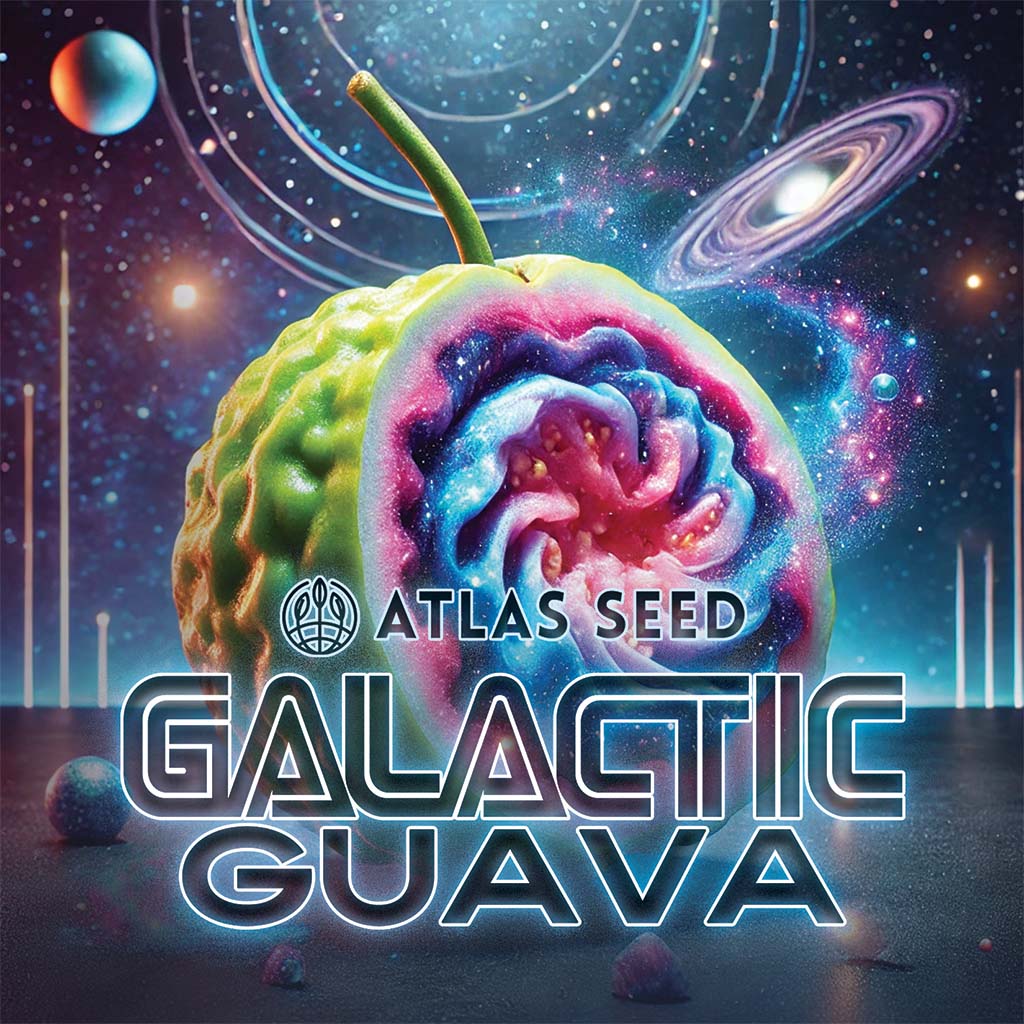 Galactic Guava Fast Feminized Seeds - 5 — Atlas Seed