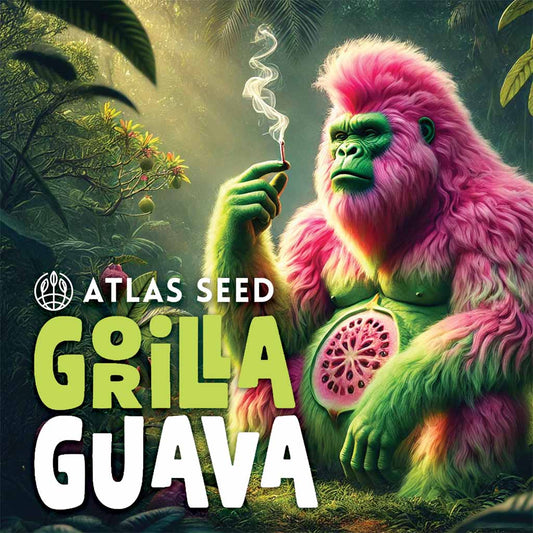 Gorilla Guava Feminized Seeds - 5 — Atlas Seed