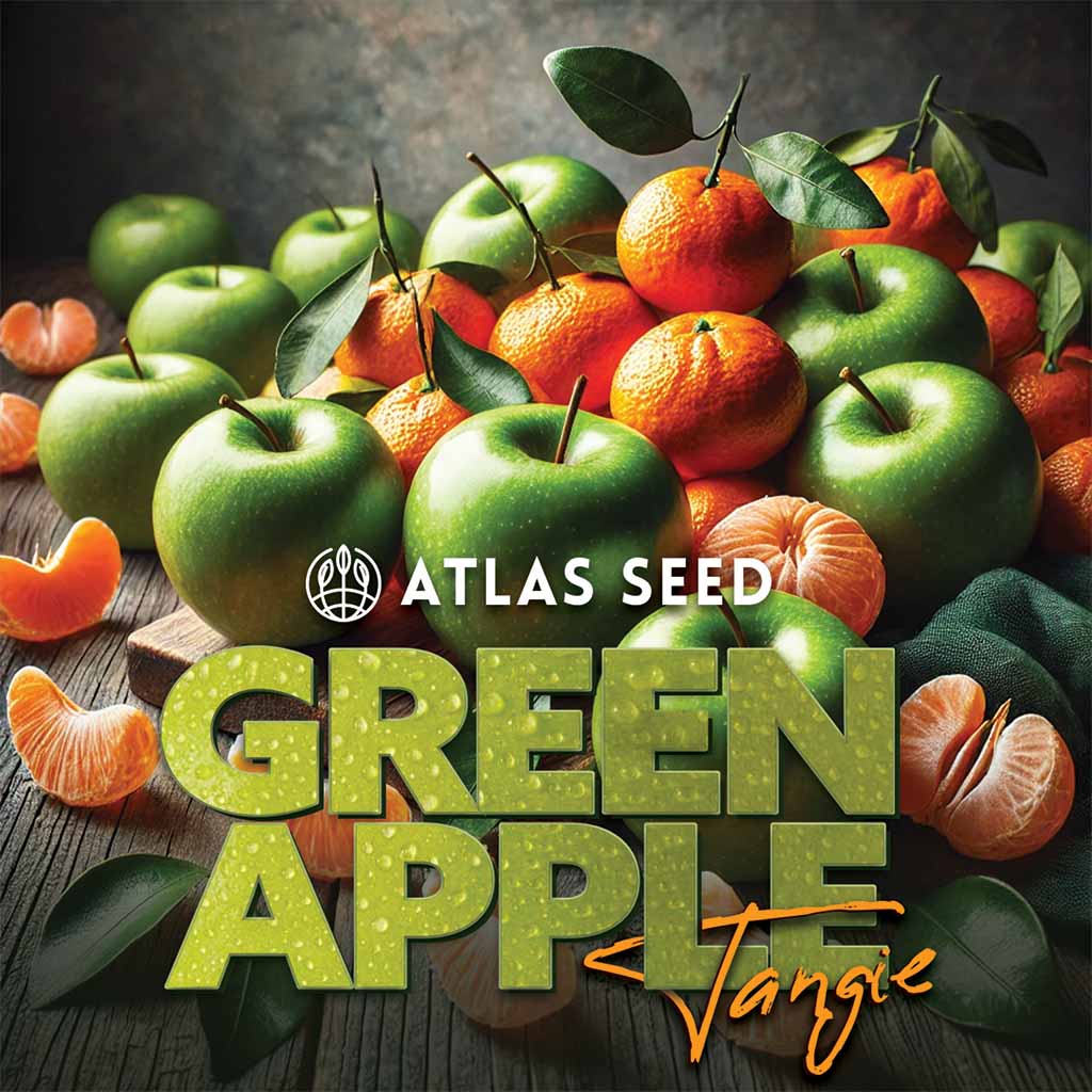 Green Apple Tangie Feminized Seeds - 5 — Atlas Seed