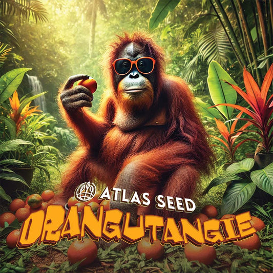 Orangutangie Feminized Seeds - 5 — Atlas Seed