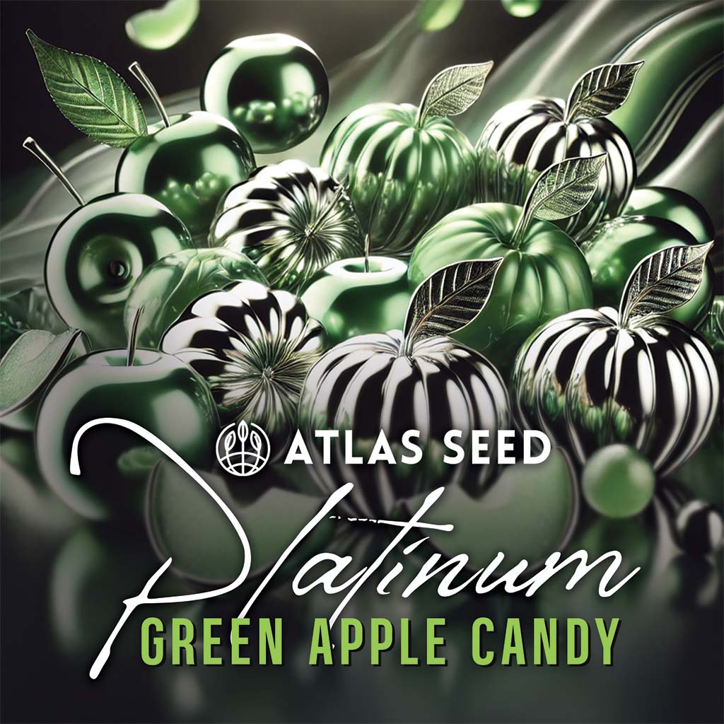 Platinum Green Apple Candy Feminized Seeds - 5 — Atlas Seed