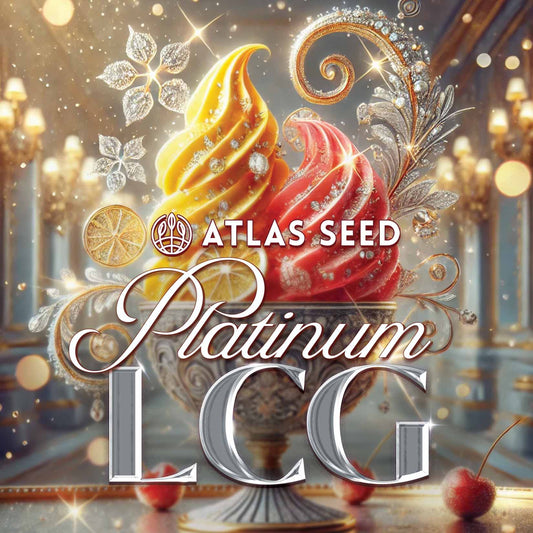 Platinum Lemon Cherry Gelato Feminized Seeds - 5 — Atlas Seed