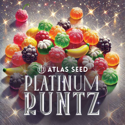 Platinum Runtz Feminized Seeds - 5 — Atlas Seed